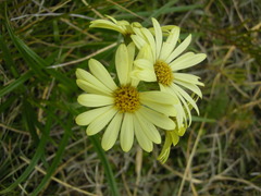 Dolichoglottis lyallii × scorzoneroides