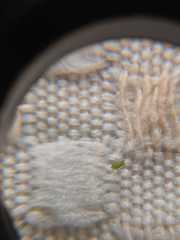 Aphis spiraecola