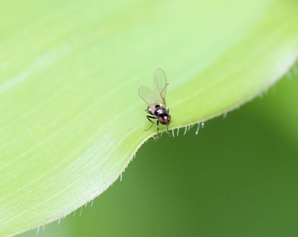 Hydrellia formosa