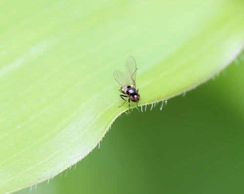 Hydrellia formosa