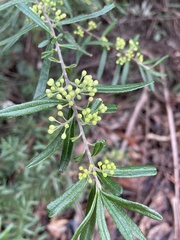 Leionema