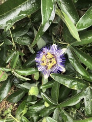 Passiflora caerulea