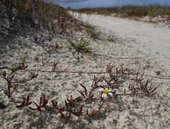 Poecilolepis maritima