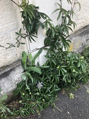 Passiflora caerulea