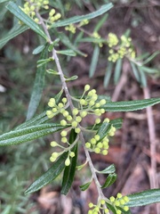Leionema