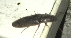 Stenagostus rhombeus