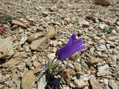 Campanula alpestris
