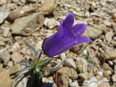 Campanula alpestris