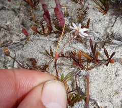 Poecilolepis maritima