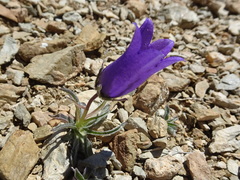 Campanula alpestris