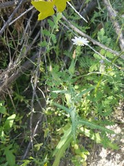 Rafinesquia californica