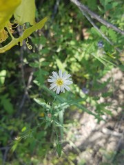 Rafinesquia californica