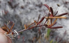 Poecilolepis maritima