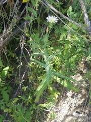 Rafinesquia californica