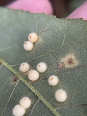 Caryomyia hirtidolium