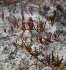 Poecilolepis maritima