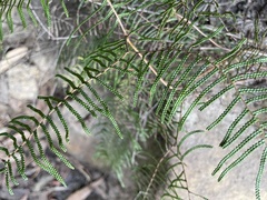 Gleichenia microphylla