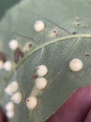 Caryomyia hirtidolium