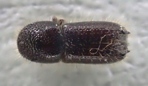 Pityokteines