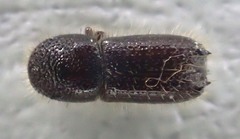 Pityokteines sparsus