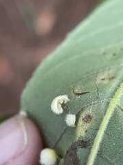 Caryomyia hirtidolium