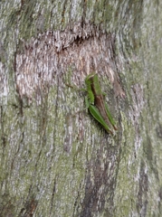 Pseudoxya