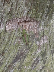 Pseudoxya