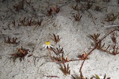 Poecilolepis maritima