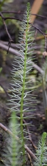 Hippuris vulgaris