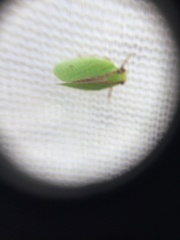 Acanalonia bivittata