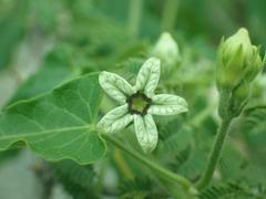 Gonolobus arizonicus