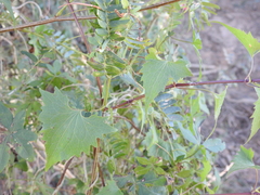 Mikania periplocifolia