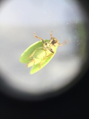 Acanalonia bivittata