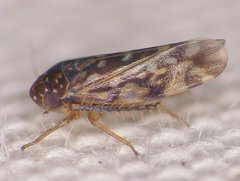Xestocephalus superbus