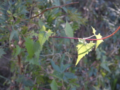 Mikania periplocifolia