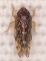 Xestocephalus superbus