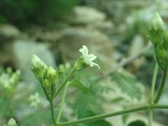 Gonolobus arizonicus