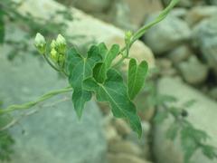 Gonolobus arizonicus