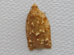 Acleris affinatana