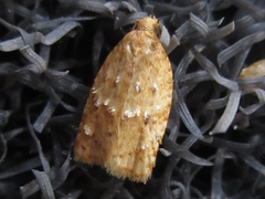 Acleris affinatana