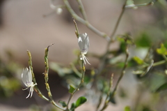 Hypoestes cochlearia