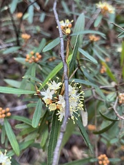 Phebalium squamulosum