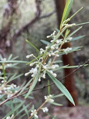 Phebalium squamulosum