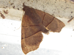 Gonepatica opalina