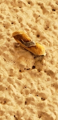 Ponometia venustula