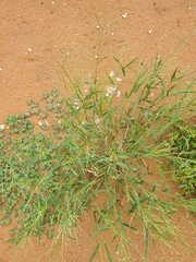 Panicum hirticaule