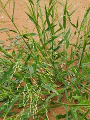 Panicum hirticaule