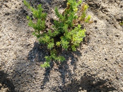Portulaca californica