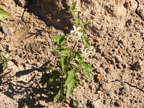 Solanum pilcomayense, photograph 4