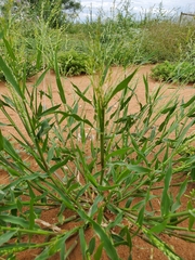 Panicum hirticaule
